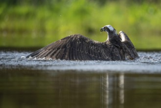 Western osprey (Pandion haliaetus) hunting, Aviemore, Scotland, Great Britain