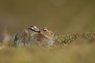 Mountain hare (Lepus timidus) adult animal resting on a mountain ridge, Scotland, United Kingdom,