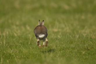 Mountain hare (Lepus timidus) adult animal running across grassland, Scotland, United Kingdom,