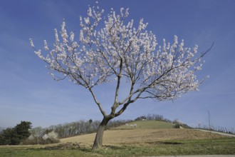 Flowering almond tree (Prunus dulcis, Prunus amygdalus), Hessische Bergstrasse, Hesse, Germany,