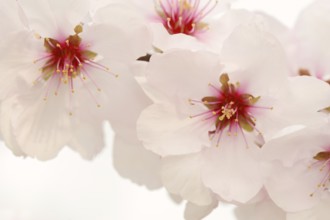 Almond tree (Prunus dulcis, Prunus amygdalus), blossoms, Hessische Bergstrasse, Hesse, Germany,