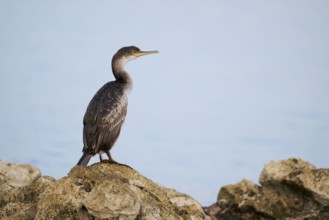 Common shag (Gulosus aristotelis) juvenile, Istria, Croatia, Europe