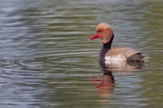 Red-crested Pochard (Netta rufina), Baden-Württemberg, Germany, Europe