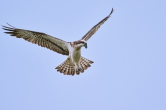 Western osprey (Pandion haliaetus) in flight, Lower Saxony, Germany, Europe