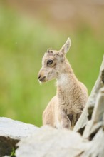 Alpine ibex (Capra ibex) youngster, standing on a rock, wildlife Park Aurach near Kitzbuehl,