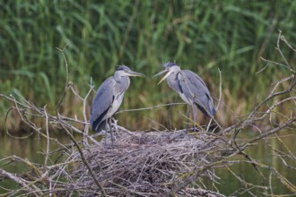 Grey heron (Ardea cinerea) young birds at the nest, Lower Saxony, Germany, Europe