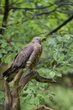 European honey buzzard (Pernis apivorus), Bavaria, Germany, Europe