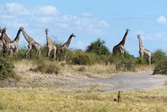 Group of giraffes (Giraffa camelopardalis) in the savannah under a clear blue sky, lion (Panthera