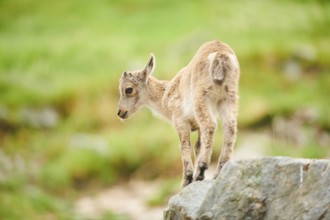 Alpine ibex (Capra ibex) youngster, standing on a rock, wildlife Park Aurach near Kitzbuehl,