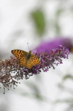 Silver-washed fritillary (Argynnis paphia) on flower panicle of butterfly-bush (Buddleja davidii),