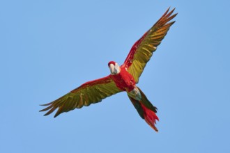 Scarlet Macaw (Ara macao) in flight, captive, Lower Saxony, Germany, Europe