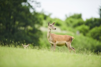 Red deer (Cervus elaphus) hind standing on a meadow in the mountains in tirol, Kitzbühel, Wildpark