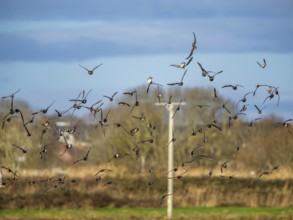 Peregrine Falcon (Falco peregrinus) during an attack on Eurasian Wigeon (Mareca penelope) ducks