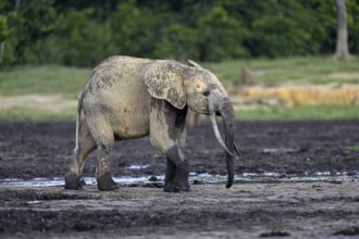 African forest elephant (Loxodonta cyclotis) in the Dzanga Bai forest clearing, Dzanga-Ndoki