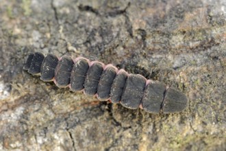 Common glow-worm (Lampyris noctiluca), larva, Provence, southern France