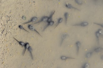 Natterjack toad (Epidalea calamita, Bufo calamita), tadpoles in a puddle, North Rhine-Westphalia,