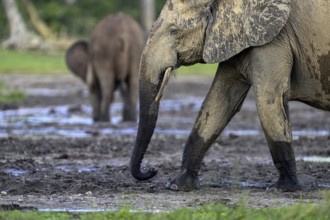 African forest elephant (Loxodonta cyclotis) in the Dzanga Bai forest clearing, Dzanga-Ndoki