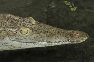 Philippine crocodile (Crocodylus mindorensis), captive, occurrence in the Philippines