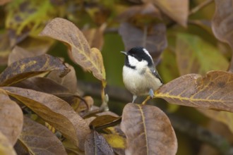 Coal tit (Periparus ater) adult bird amongst autumn leaves of a garden Magnolia tree, Suffolk,