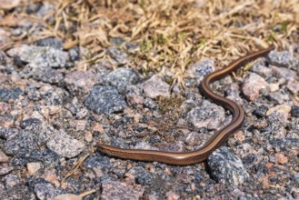 Slow worm (Anguis fragilis) crawling among pebbles on the ground at springtime