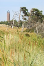 Darßer Ort lighthouse rises behind a landscape of windswept pines (Pinus), windbreaks, grasses,