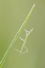 Mediterranean stick insect (Bacillus rossius), nymph with dewdrops, Provence, Southern France