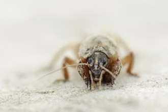 European mole cricket (Gryllotalpa gryllotalpa), Camargue, Provence, southern France