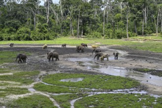 African forest elephants (Loxodonta cyclotis) in the Dzanga Bai forest clearing, Dzanga-Ndoki