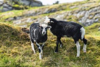 Wild Sheep from Haraldshaugen, HAUGESUND, North Sea in Rogaland County, Åkrafjord, Norway, Europe