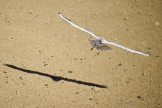 Black-headed gull (Chroicocephalus ridibundus) flying over the ground, Camargue, France, Europe