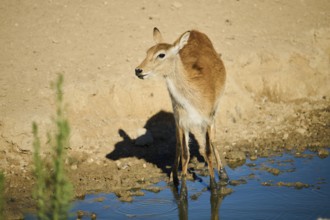 Southern lechwe (Kobus leche) next to a water pond in the dessert, captive, distribution Africa