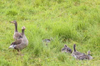 Greylag goose (Anser anser) with goslings on a grass meadow