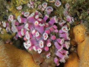 Pink jewel anemone (Corynactis viridis) Sea anemone. Dive site Maharees Islands, Castlegregory, Co.