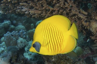 Bluecheek butterflyfish (Chaetodon semilarvatus) under Pharaoh's antler coral (Acropora pharaonis),