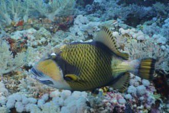 Titan triggerfish (Balistoides Viridescens), dive site Big Brother, Brother Islands, Egypt, Red