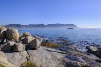 Boulders Penguin Colony, Simons Town, Cape Town, Cape Island, South Africa, Africa