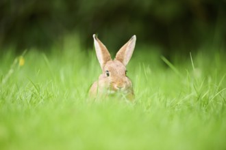 Domesticated rabbit (Oryctolagus cuniculus forma domestica) sitting on a meadow, Bavaria, Germany,