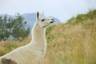 Llama (Lama glama) lying on a meadow in the mountains in tirol, Kitzbühel, Wildpark Aurach,