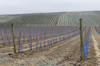 Orchard in winter, new planting, apples, vineyard, Baden-Württemberg, Germany, Europe