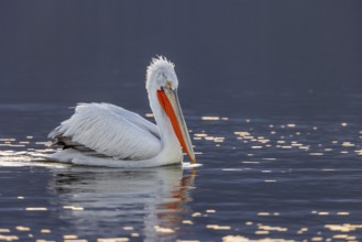 Dalmatian pelican (Pelecanus crispus), swimming in the evening light, magnificent plumage, red