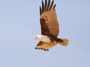 Braman Kite (Haliastur indus) flying in the blue sky, Marari Beach or beach, Mararikulam, Alappuzha