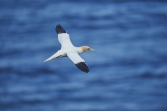 Close-up of Northern gannet (Morus bassanus) in spring (april) on Helgoland a small Island of