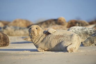 Close-up of harbor or harbour seal (Phoca vituliana vitulina) in spring (april) on Helgoland a