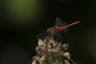 Common darter dragonfly (Sympetrum striolatum) adult male insect resting on a garden flower