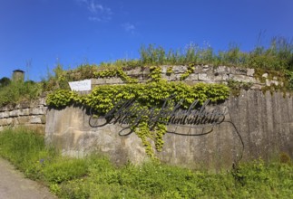 Schlossgut Hohenbeilstein, vinotheque, viticulture, lettering, Hohenbeilstein Castle, Beilstein,