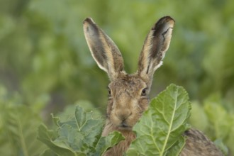 Brown hare (Lepus europaeus) adult animal in a farmland sugar beet field in the summer, Suffolk,