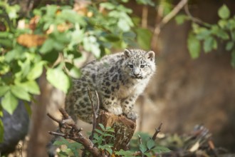 Snow leopard (Panthera uncia) or (Uncia uncia) cute cub in a forest, captive