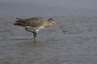 Eurasian curlew (Numenius arquata) adult bird feeding in a shallow lagoon, England, United Kingdom,