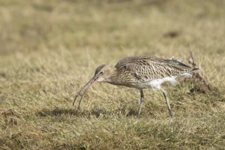 Eurasian curlew (Numenius arquata) adult bird feeding on a worm on grassland, England, United