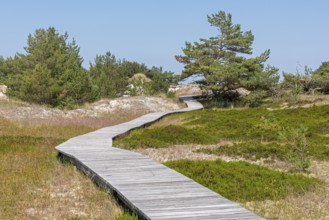 Wooden footbridge, trees, pine trees, circular hiking trail, nature reserve, Darßer Ort, Born a.